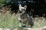 VASGOTASPETS 047